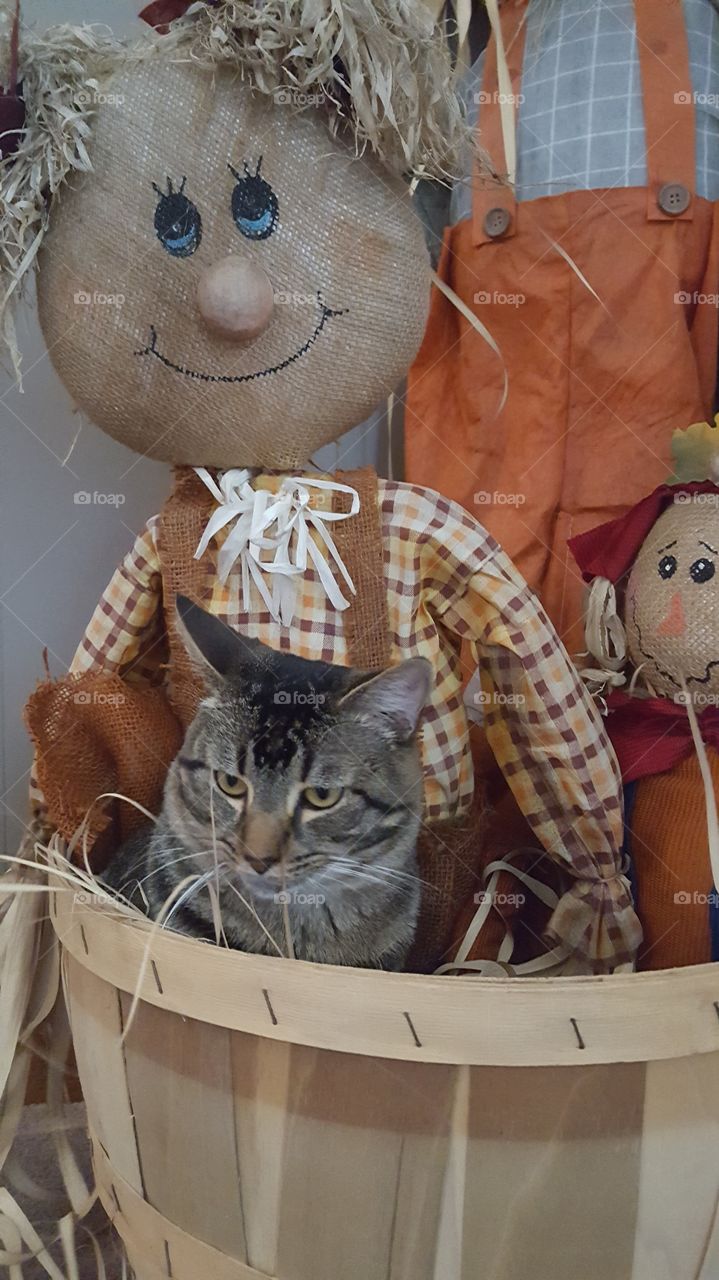 Scarecrow and kitty