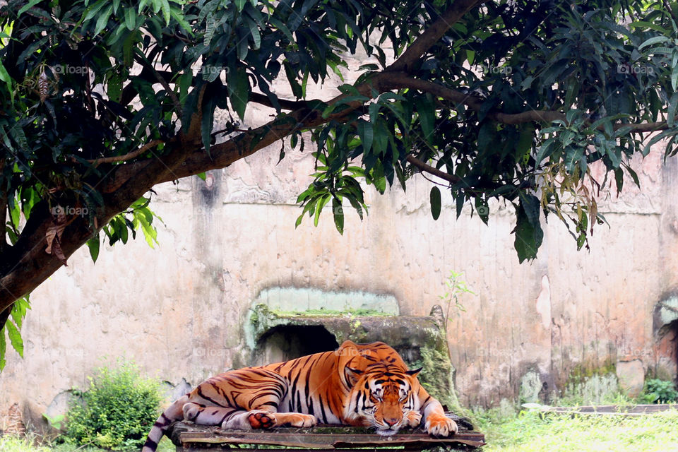 Tigger sleeping under the tree at Ragunan Zoo in Ragunan, Jakarta, Indonesia.