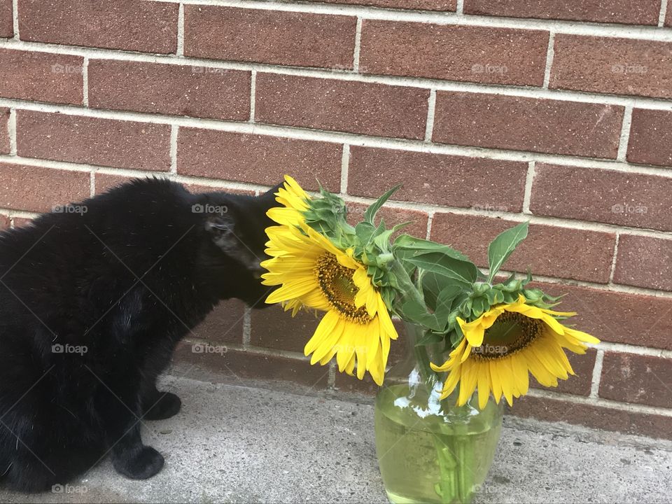 I can only imagine the ideas that those heads put together 