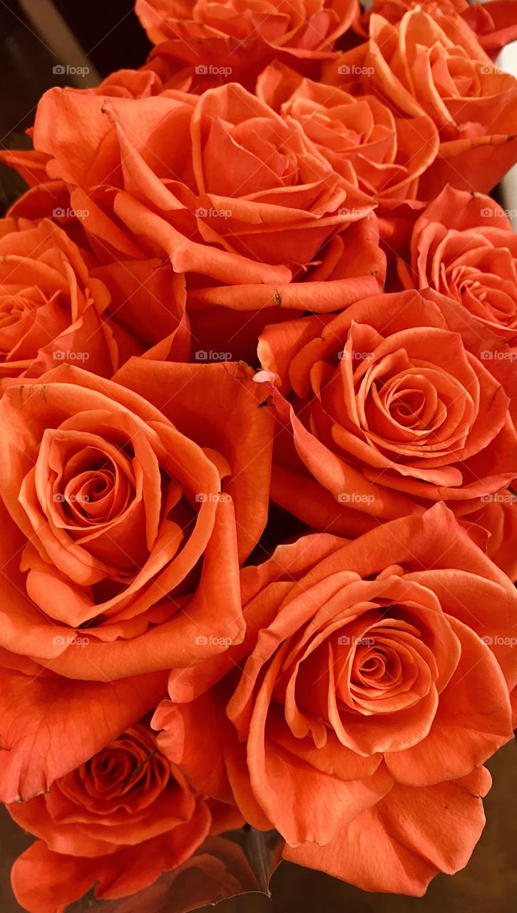 Orange Fresh Cut Friendship Roses. Cemetery distribution for Family and Friends of Family. 