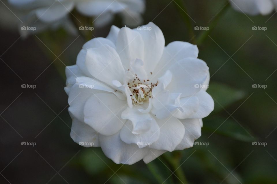 Another beautiful shot from the Ritter Park Rose Garden; this place is just like out of a fairy tale. 🔳▫️🔳▫️