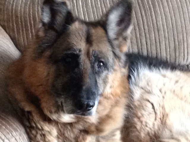 Mammal, Cute, Canine, Dog, Portrait