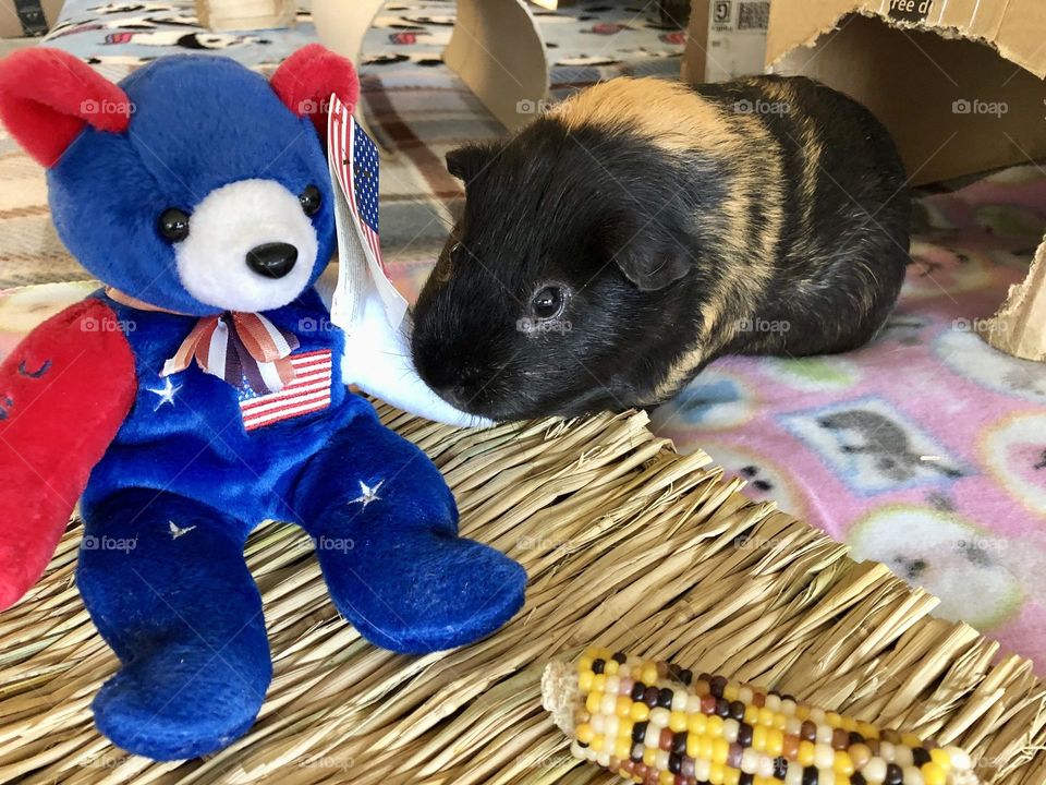 Rocky loves his toy bear / patriotic toy with Guinea piglet 🐾🇺🇸