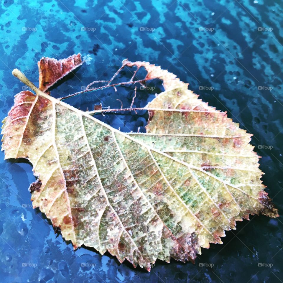 Frozen Leaf