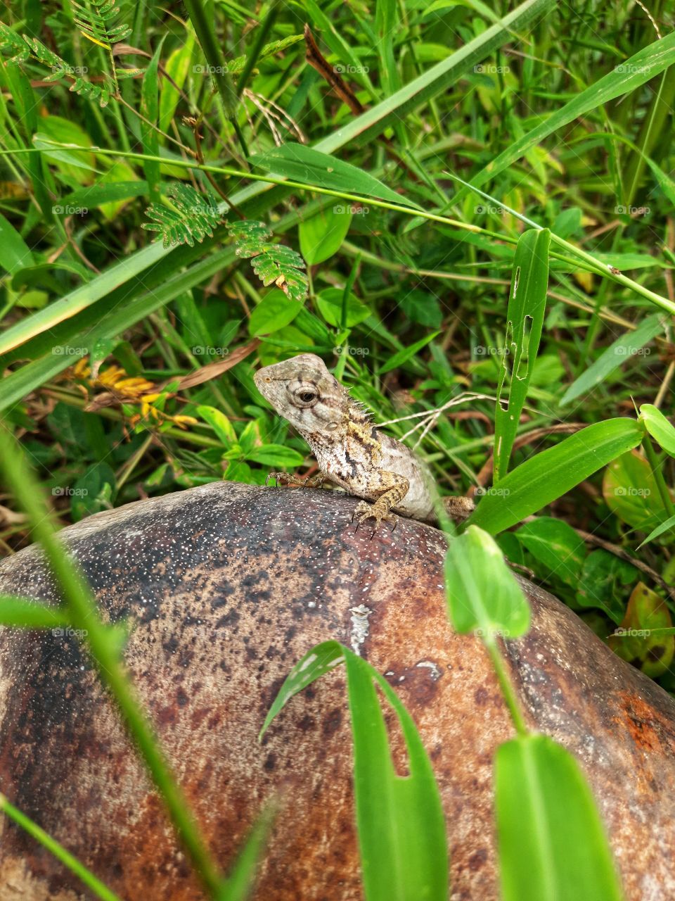 A beautiful little lizard perched on a coconut..
