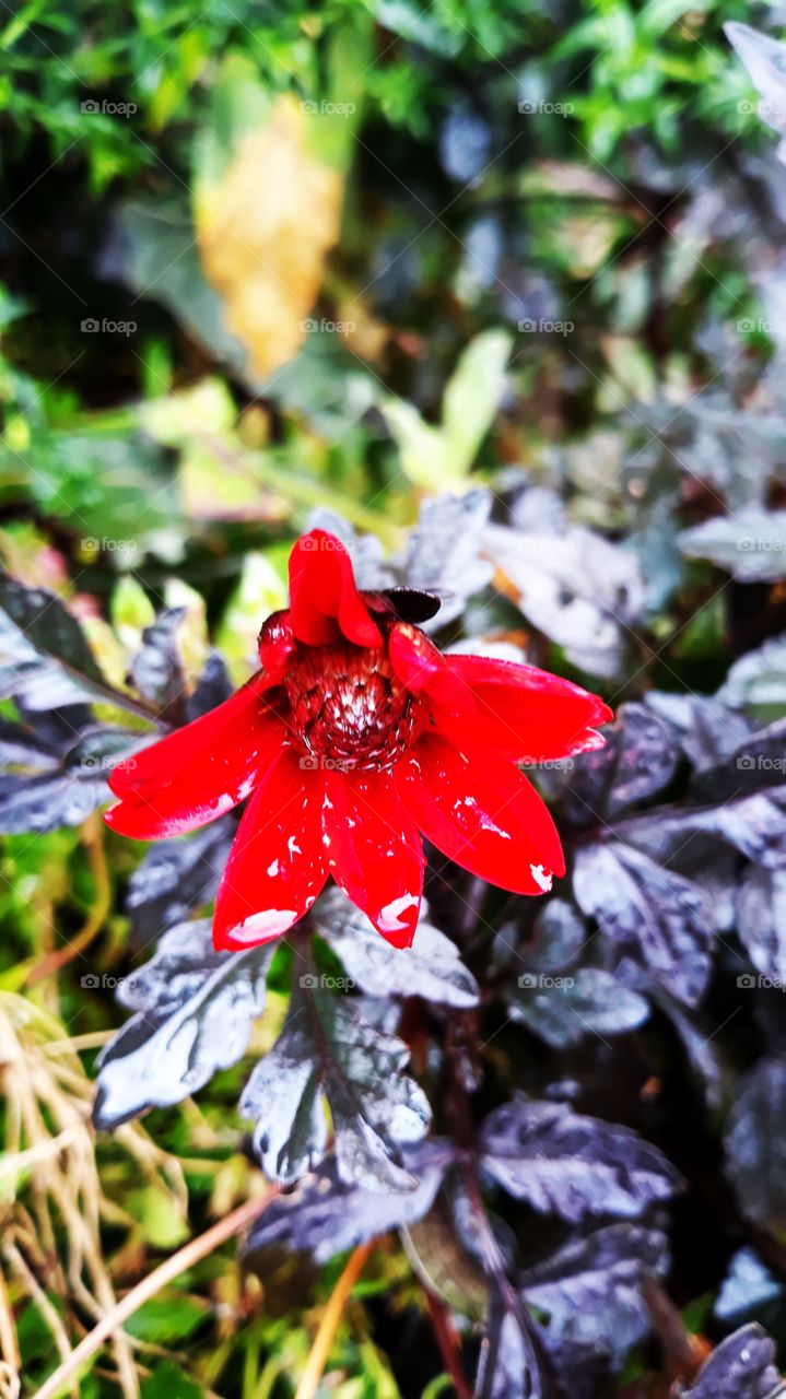 Red Flower