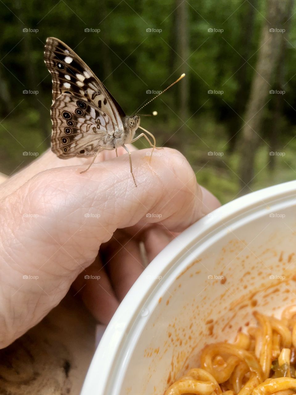 Dinner with friends - butterfly eating peanut sauce off my hand