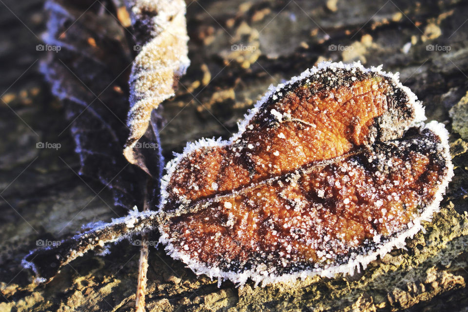 Close-up of dry leafs with snow