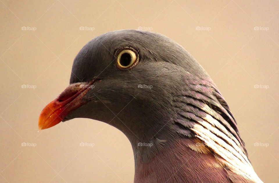 Close-up of a pigeon