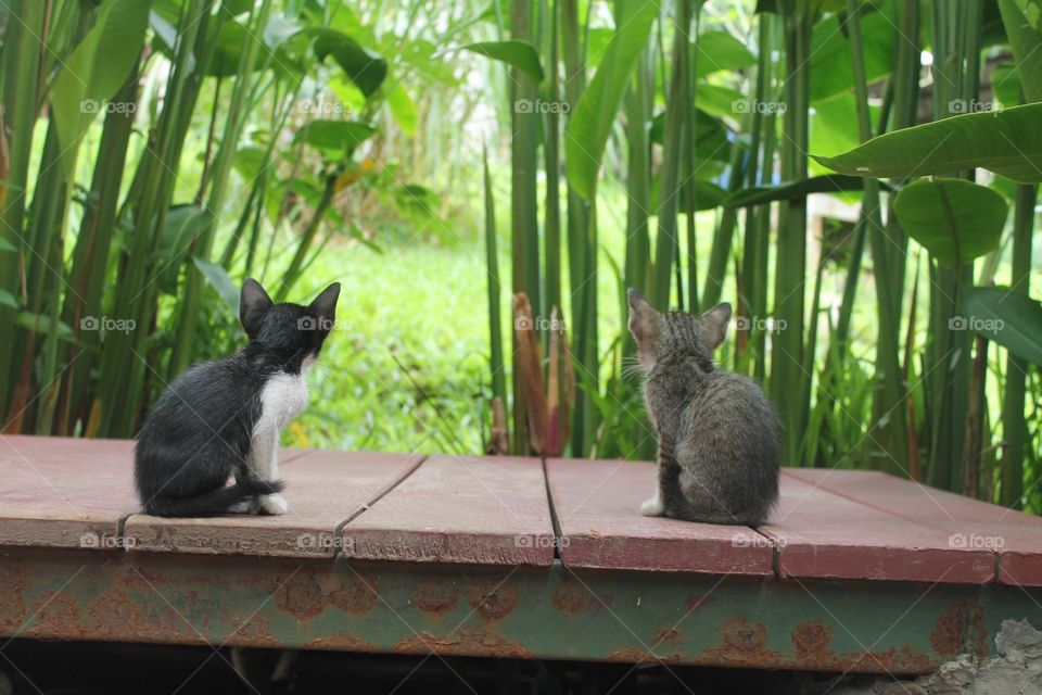 Kittens in the jungle, Chiang Mai, Thailand