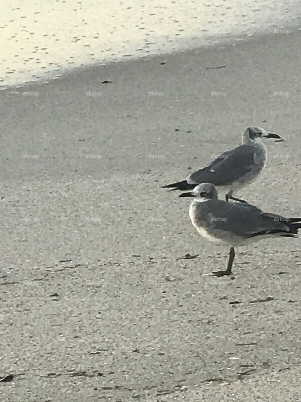 Seagulls At the beach
