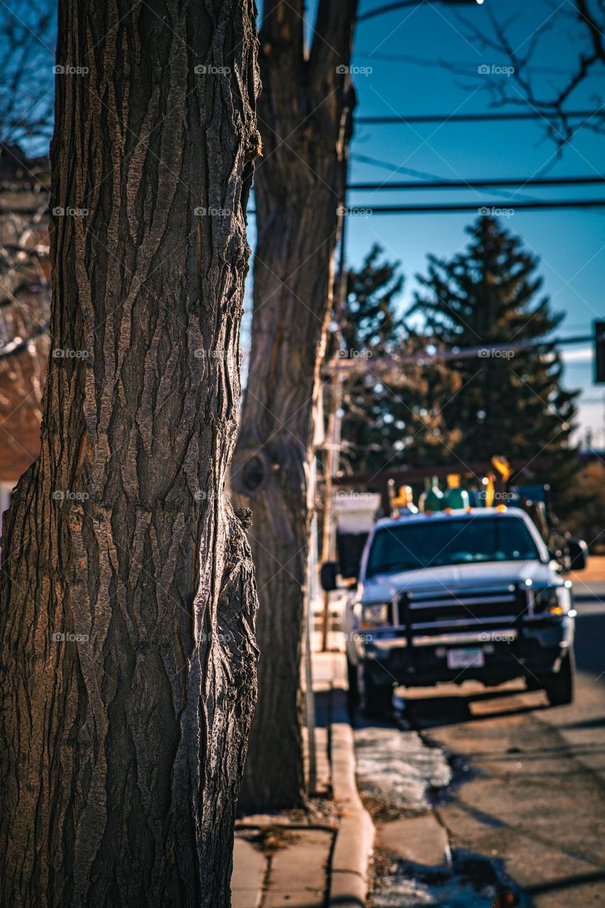 Line of trees on main street.