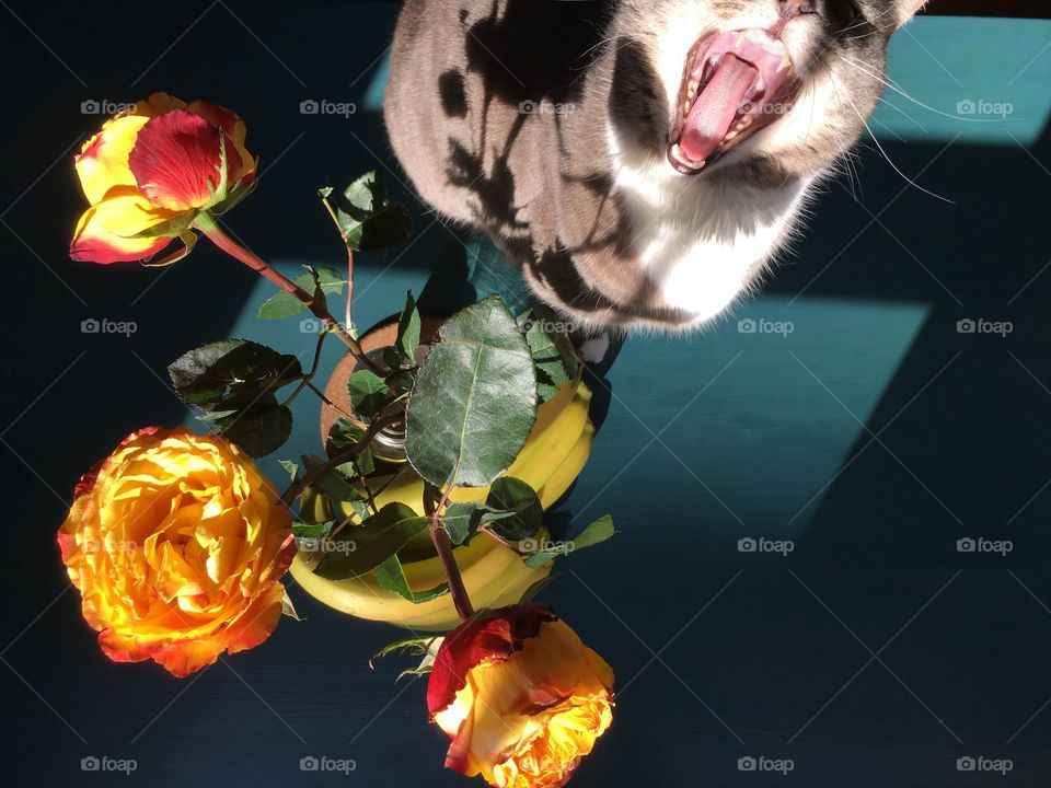 Cute cat attack and roses 