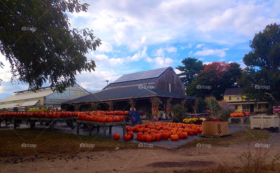 Autumn landscape . Finishing up at the farm