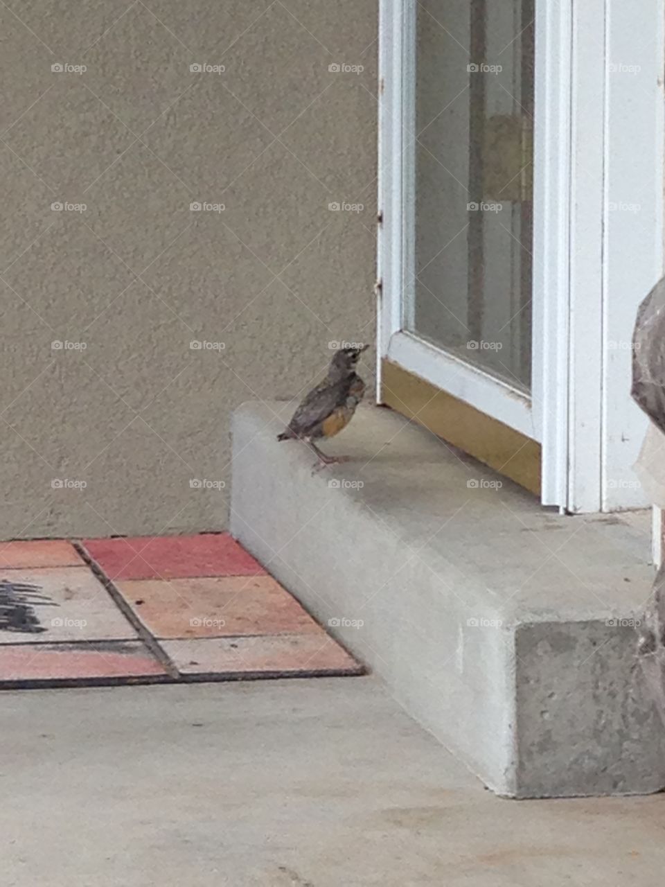 Let Me In!. Baby Bird On Doorstep