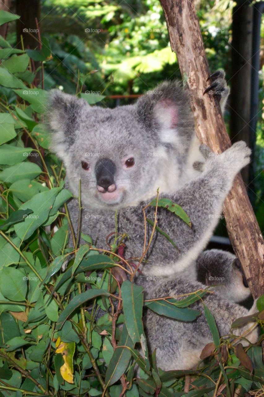 Koala