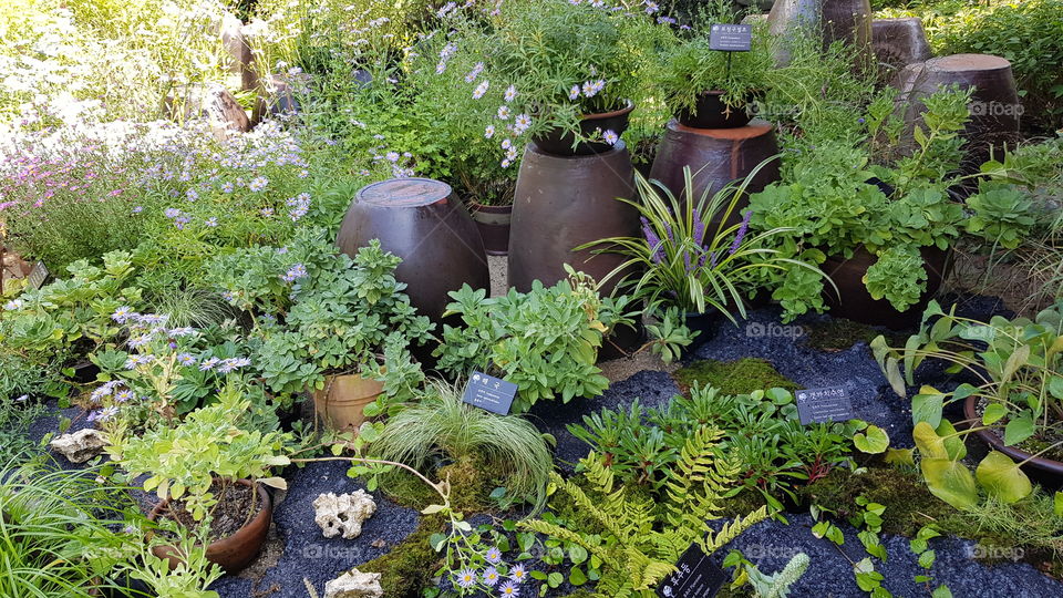 Green and Pots