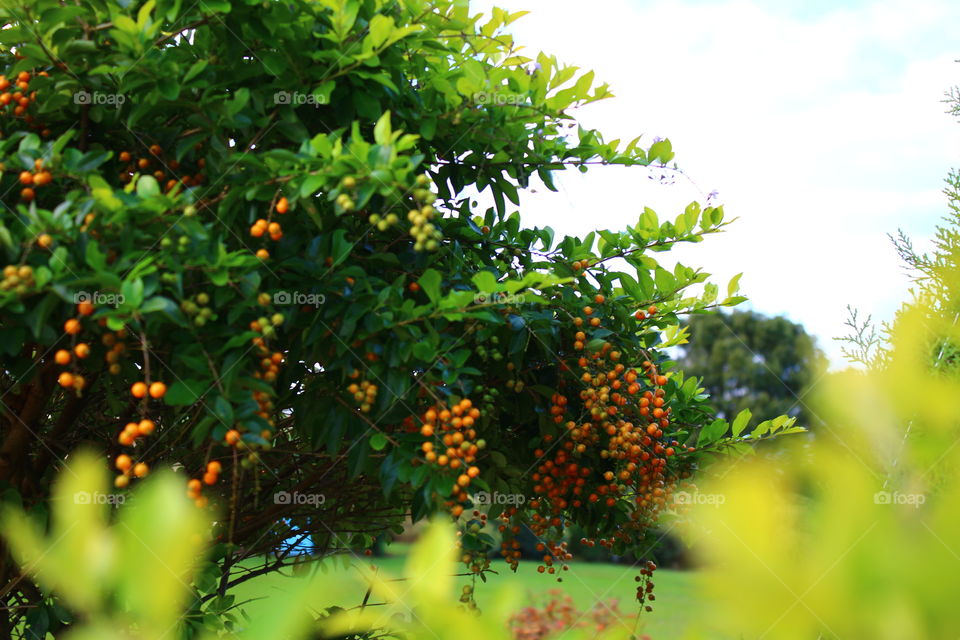 Orange fruits on green tree