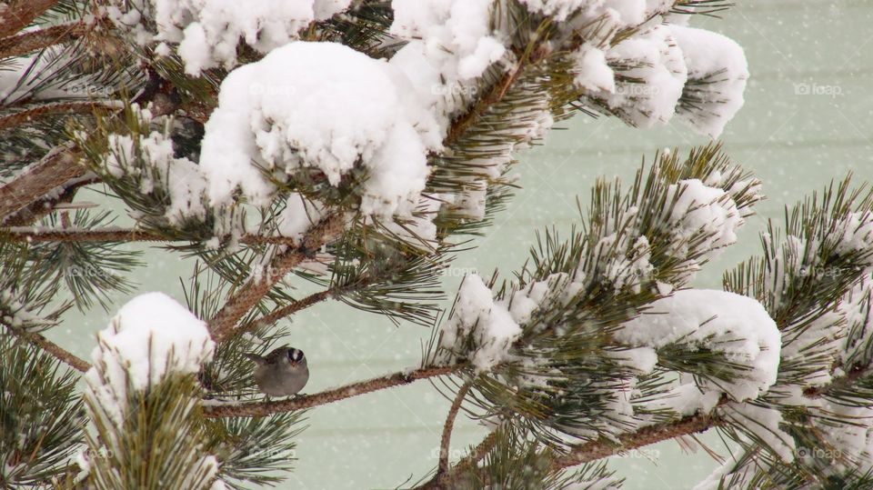 Bird hiding from the snow