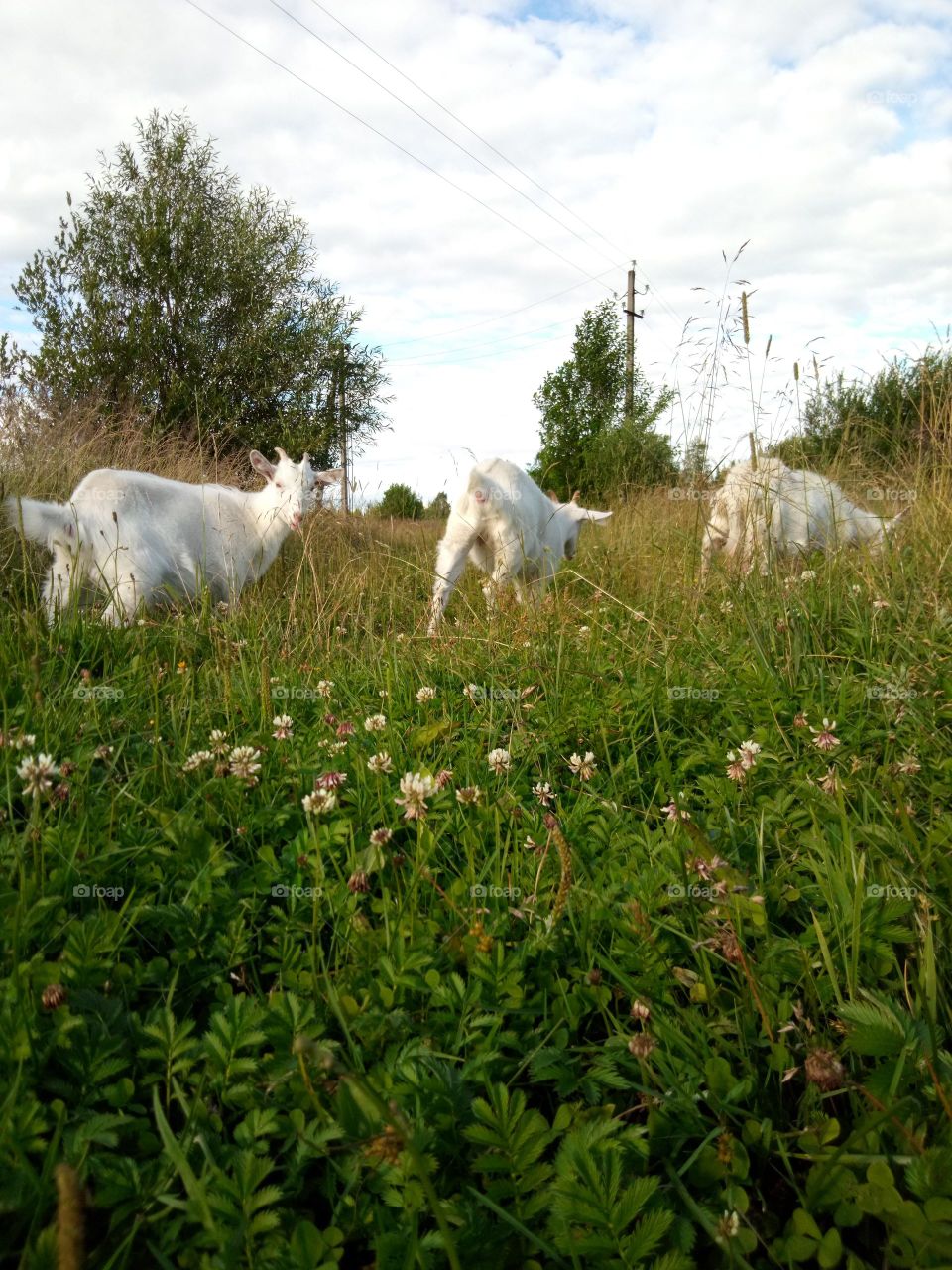 козы в поле