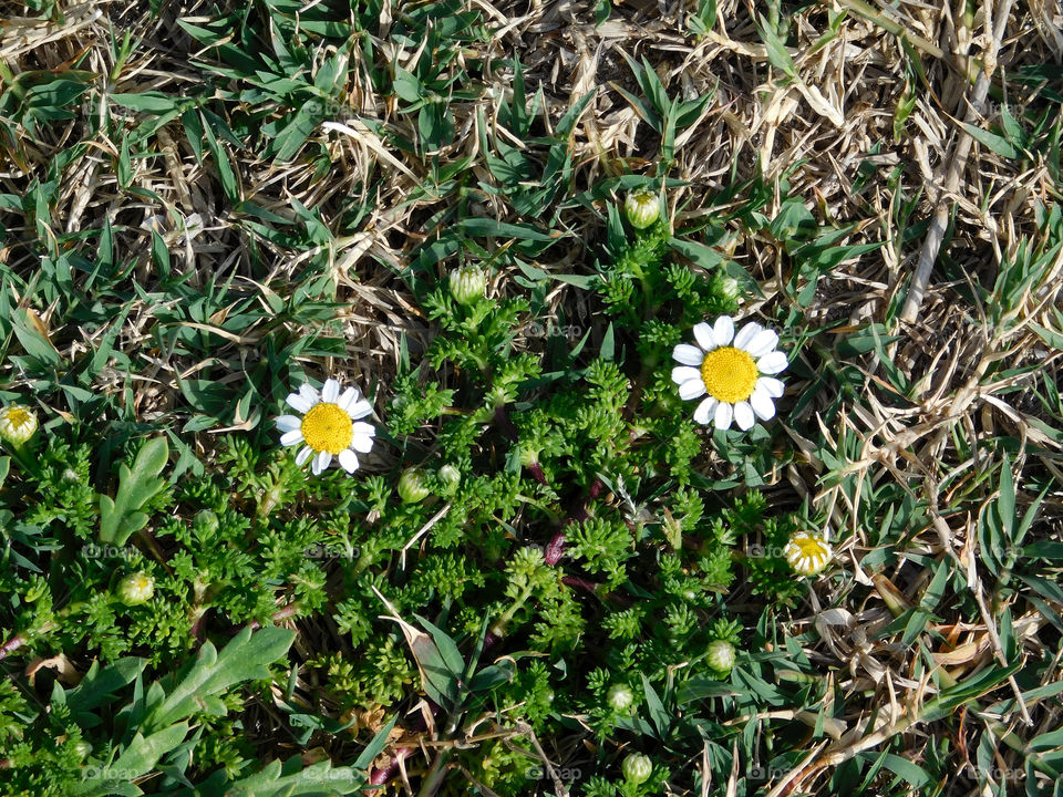 Flora, Nature, Flower, Grass, Field