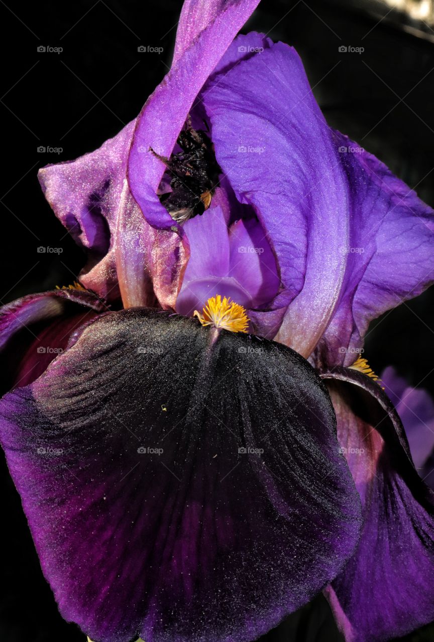 Iris with Bumblebee