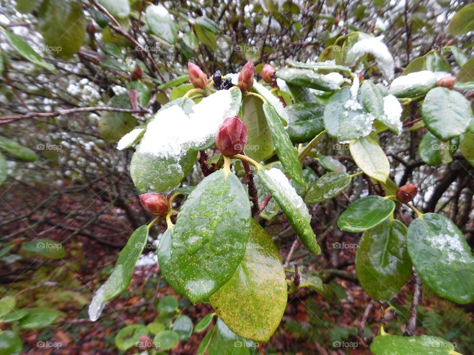 Parc de Mariemont , la Louvière