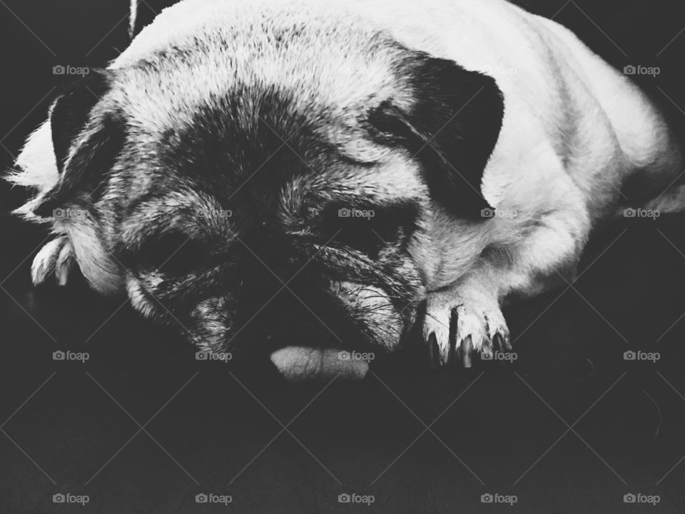 This is a picture of my pug partially asleep