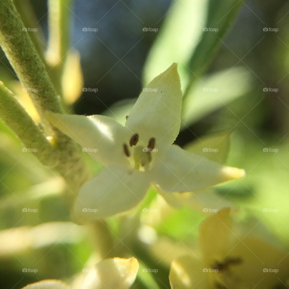 Plant flower 