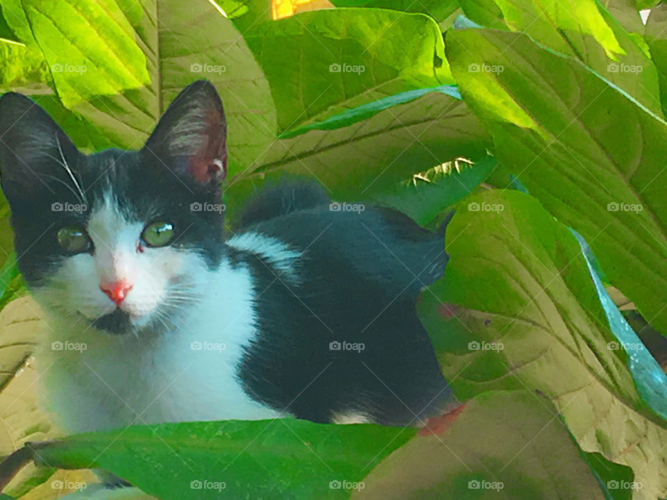 A green eyed cat on top of a tree