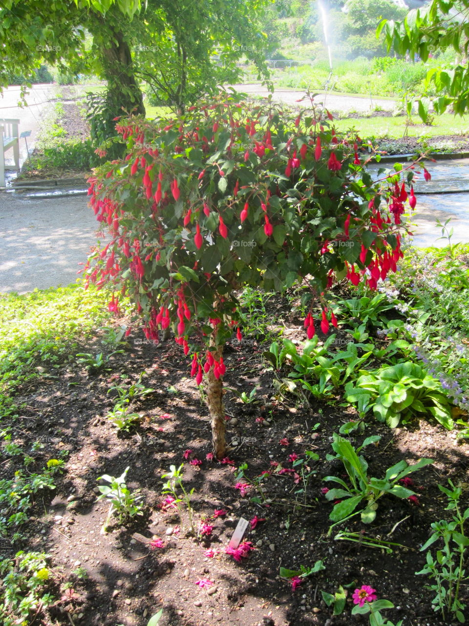 Garden, Flower, Leaf, Flora, Nature