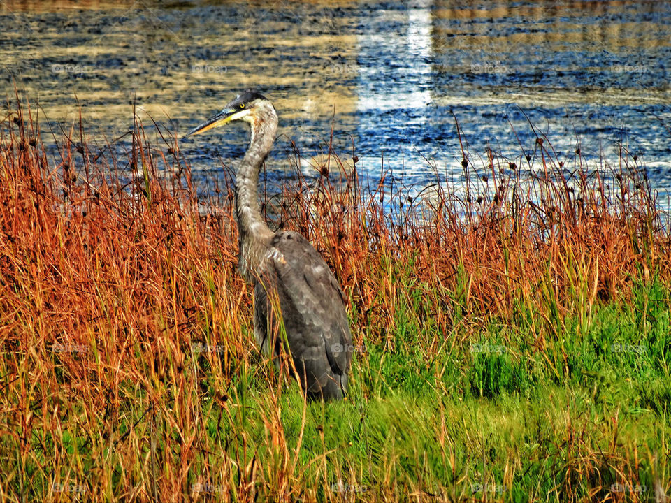 Blue heron shorebird in a California marsh