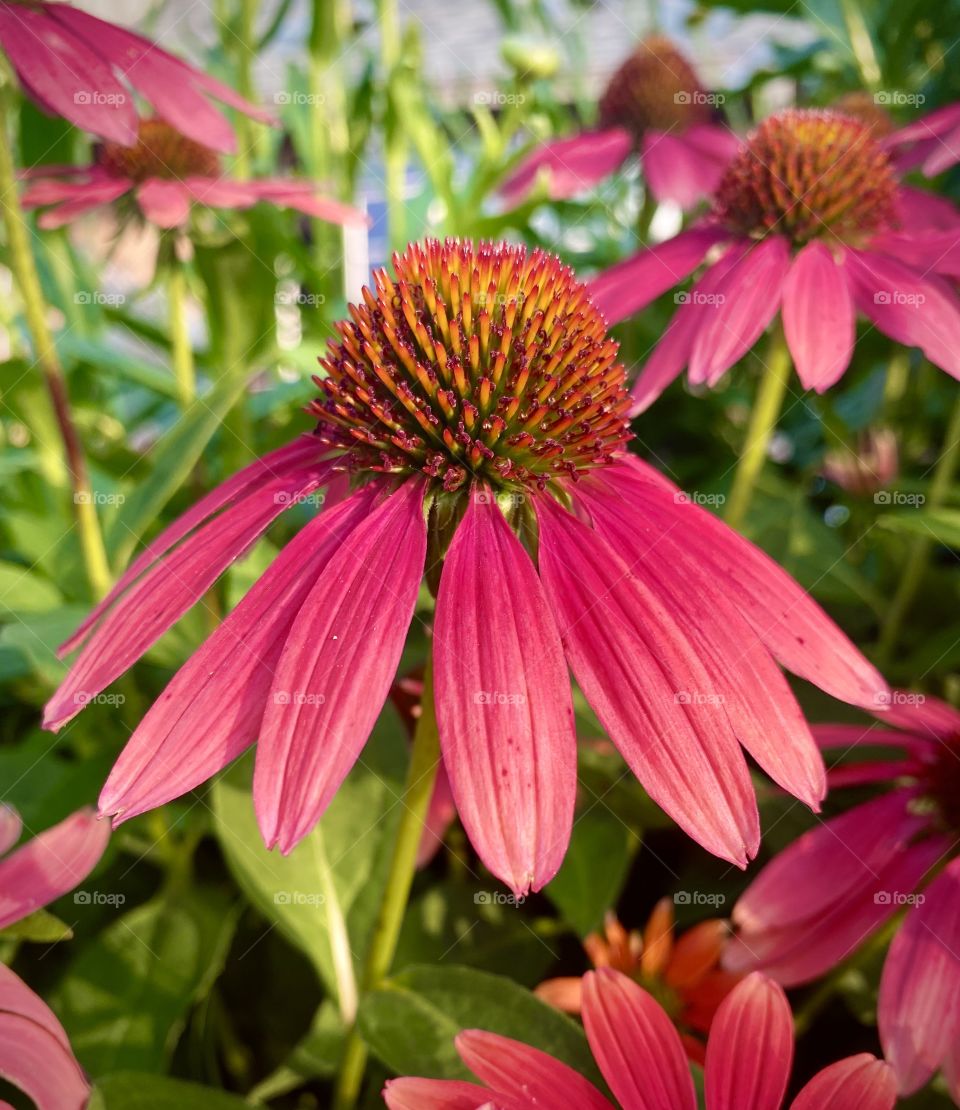 Red Coneflower