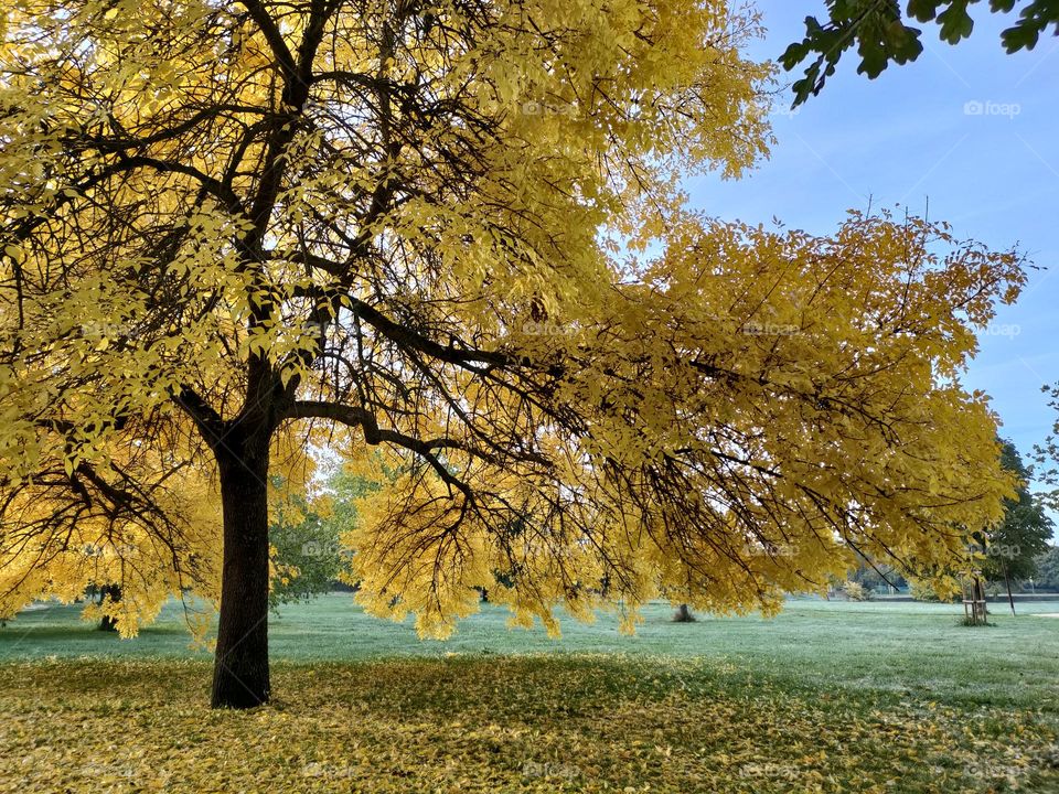 Yellow Tree - Fall
