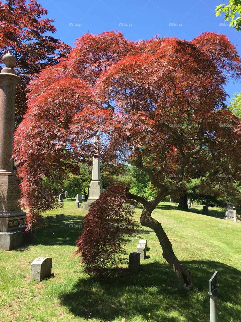 Red Dragon Lace Leaf Japanese Maple