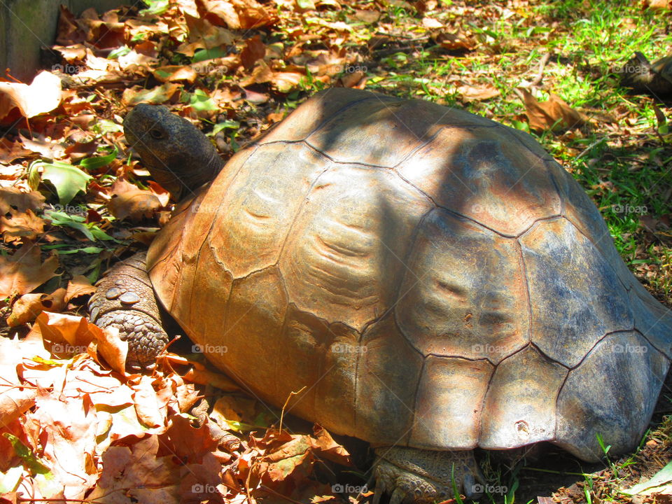 tortoise