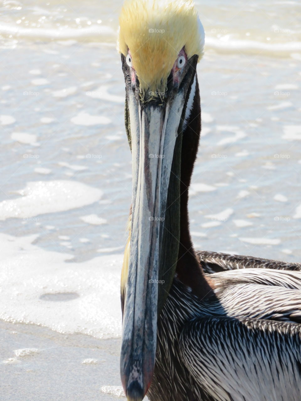 Eye to eye with a Pelican