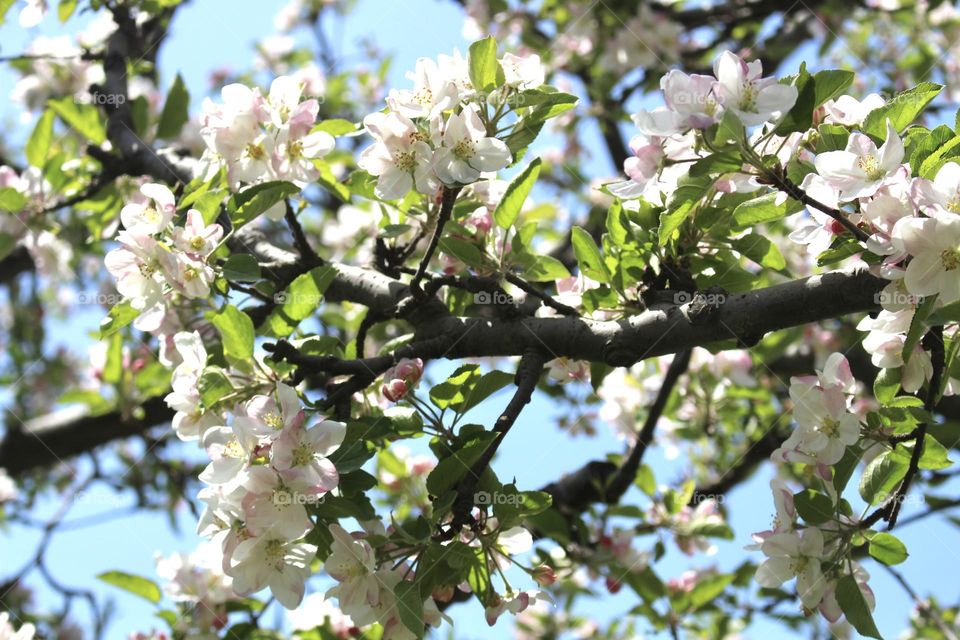 Apple blossom