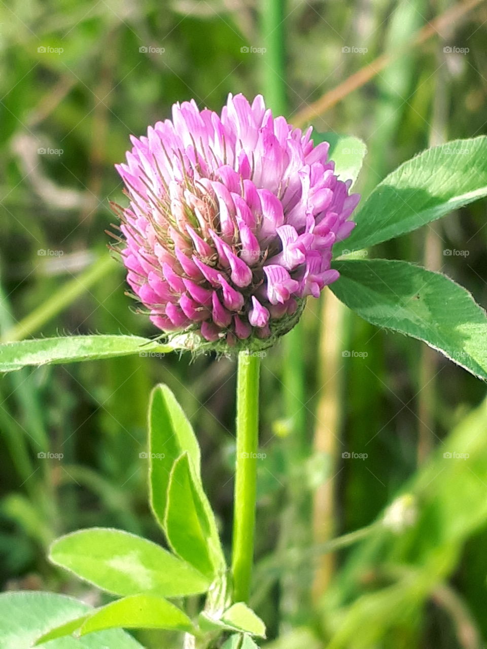 Pink Clover Flower