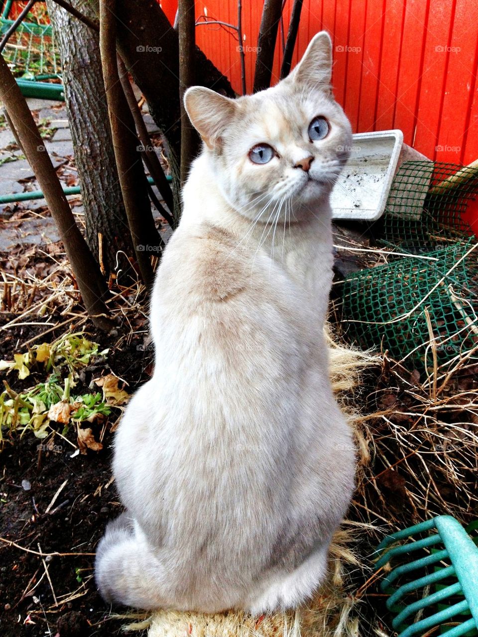 british shorthair cat