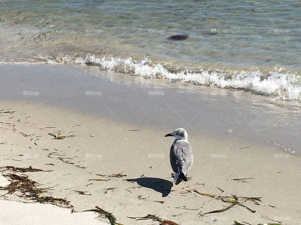 Seagull at the beach looking left.