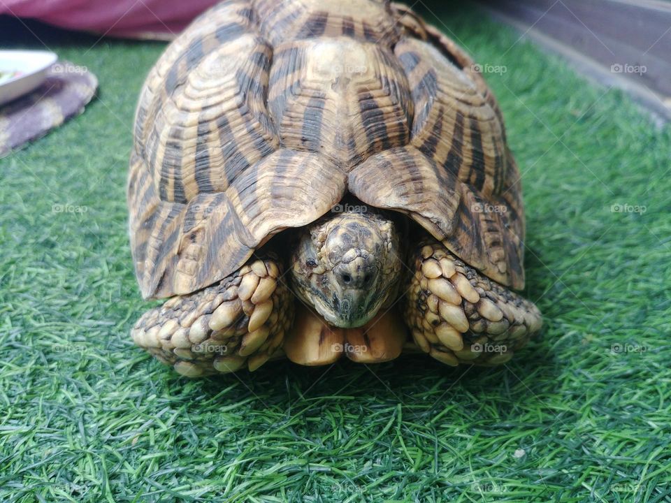 turtle 🐢 🐢 🐢