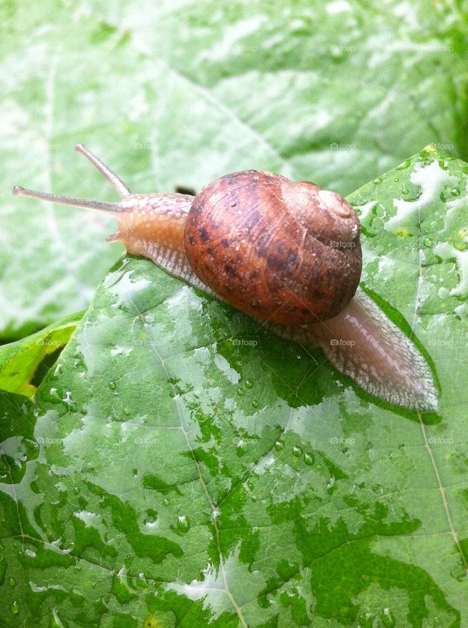 European snail