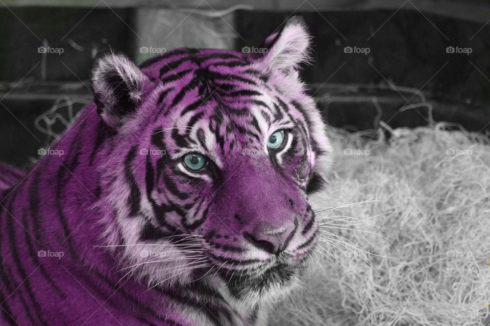 Purple tiger