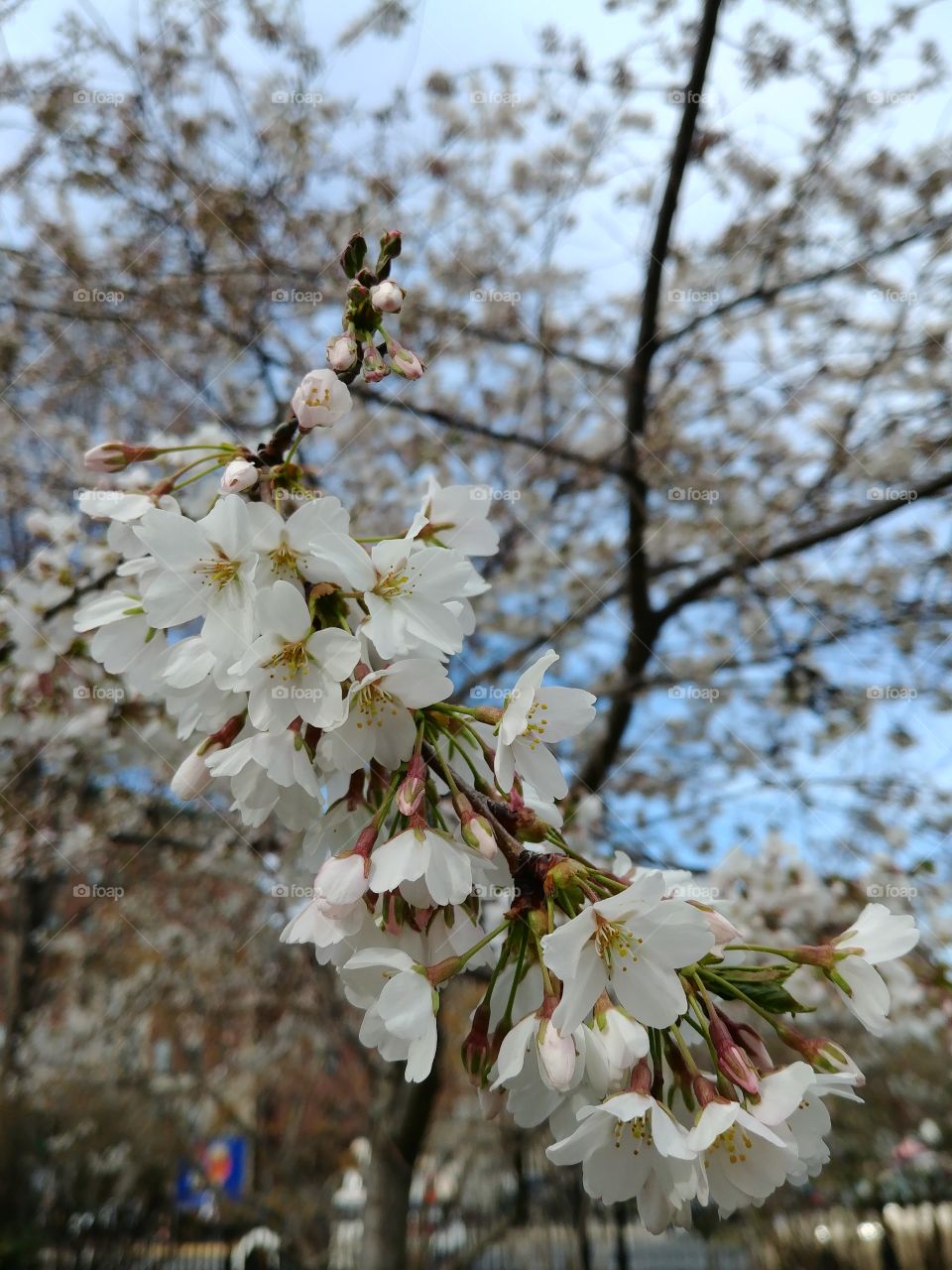 flowers on a branch