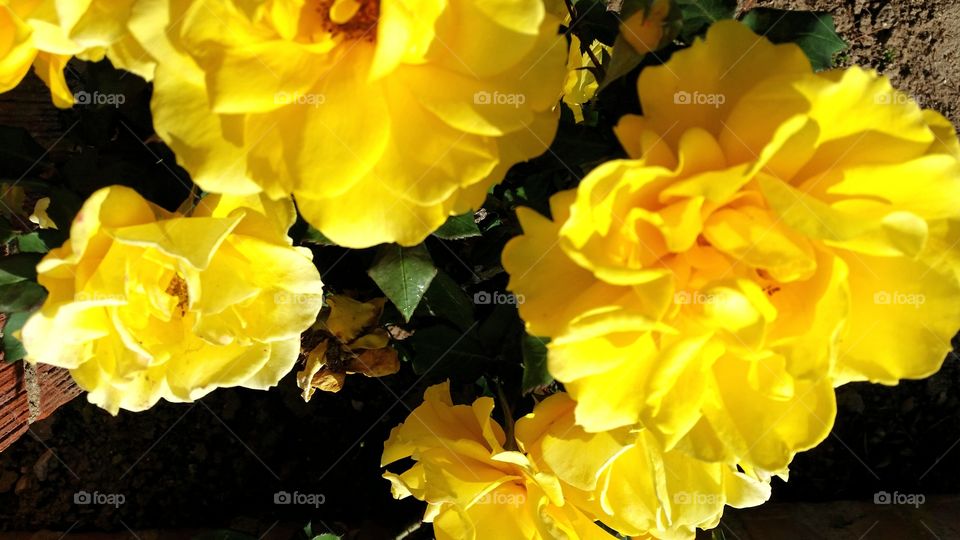 Yellow Roses . Yellow Roses 