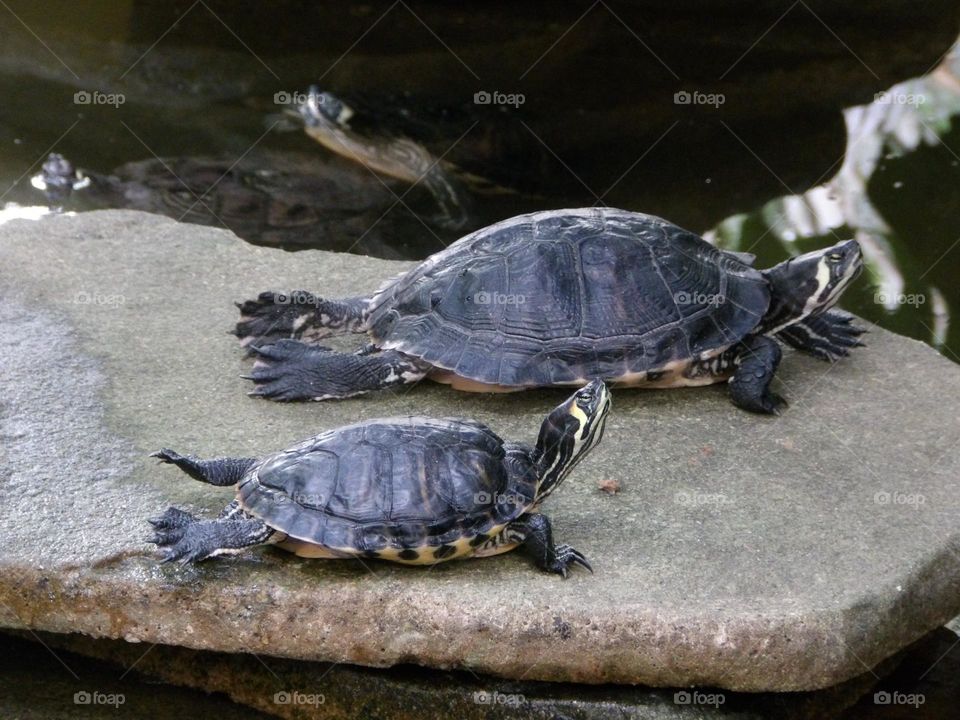 Turtles on a rock