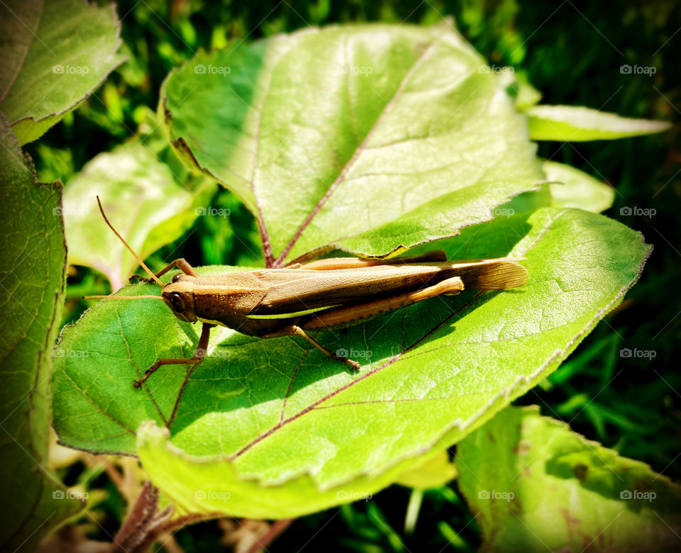 A grasshopper decided to sleep here in our garden.  Did he wake up with a sloth…or was he a cricket? / Um gafanhoto resolveu dormir aqui no nosso jardim. Acordou com uma preguiça… ou ele seria um grilo?