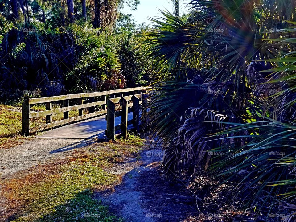 Boardwalk through the forest 