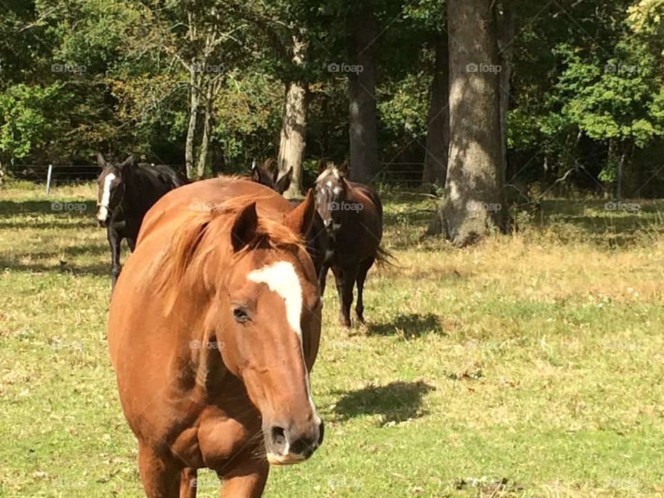Horses on a farm in Maryland.